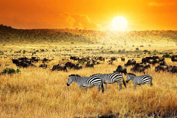Kenya is preparing to restart tourism from August 1 &copy;Shutterstock