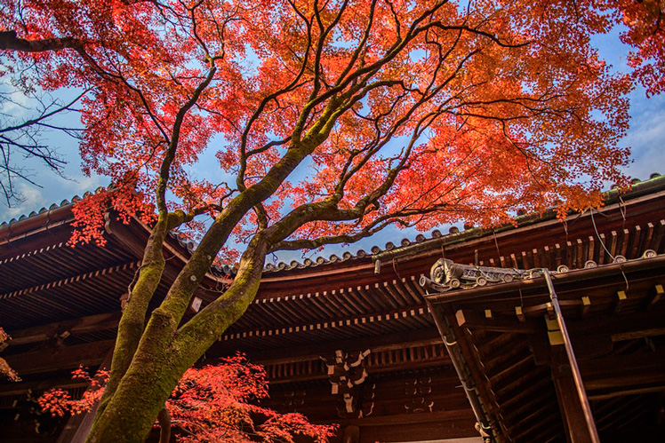 The buildings of the ancient capital Nara are surrounded by beautiful foliage in the autumn months &copy; John Su / 500px / Getty Images