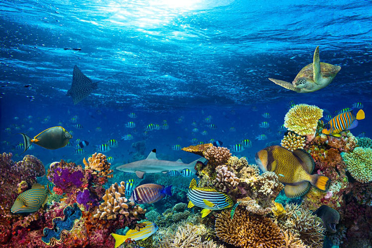 The Maldives appeals to those with an interest in marine life &copy; Grafner/Getty Images