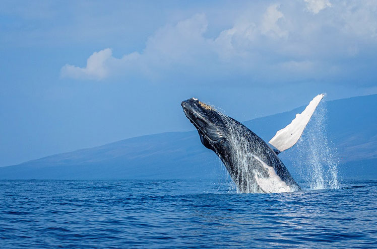 From whale watching to epic road trips, these are Maui's top experiences &copy; Justin DeLara / 500px