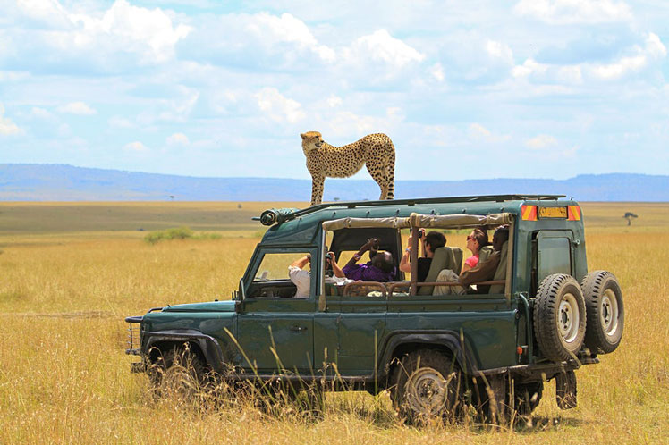In the Masai Mara cheetah are known to use safari vehicles to help them hunt by getting a better vantage &copy; Pedro Helder Pinheiro / Shutterstock