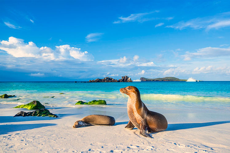 There is a host of unusual species, like the Galapagos sea lion, in the Gal&aacute;pagos Islands &copy; guenterguni / Getty Images